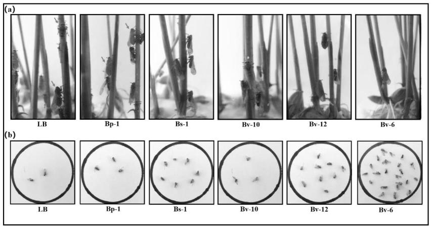 贝莱斯芽孢杆菌Bv-6在防治水稻褐飞虱中的应用