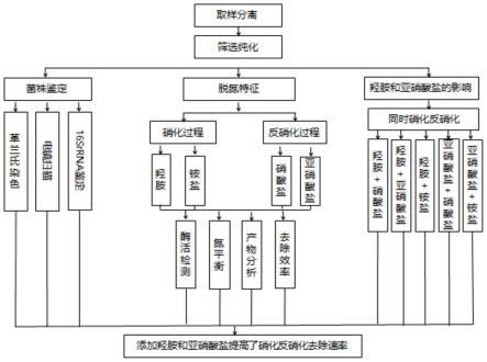 EN-J1脱氮菌及其在含氮污水处理中的应用