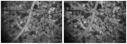 一种原位观测共生真菌根外菌丝动态的方法