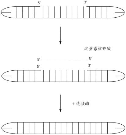 从反应混合物中去除过量寡核苷酸的制作方法