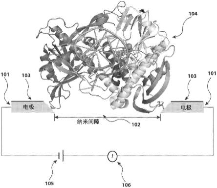 直接连接到纳米间隙装置的酶突变体的制作方法