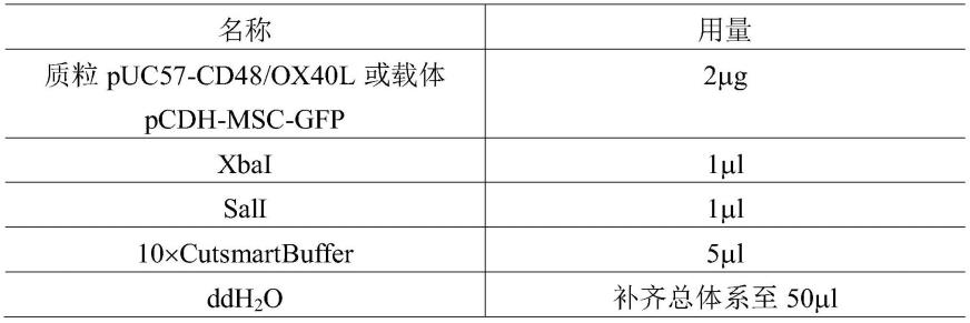 NK细胞的滋养细胞、其制备方法和应用