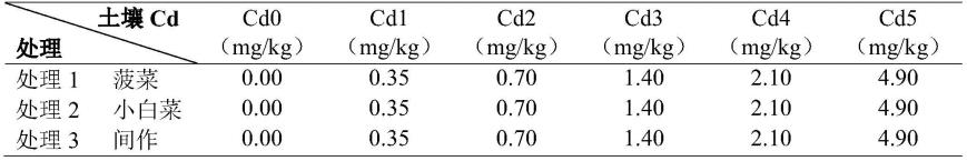 一种提高土壤镉污染生物修复效果的间作方法