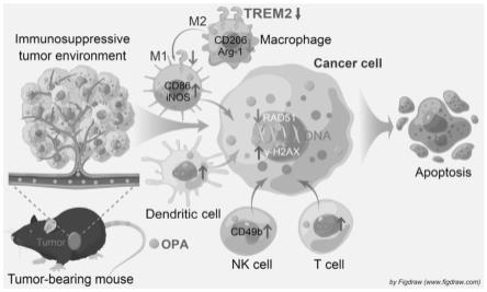 一种用于肿瘤化学免疫治疗的TREM2抑制剂及其应用的制作方法