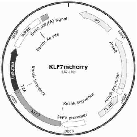 KLF7基因在制备逆转细胞衰老的药物中的应用的制作方法