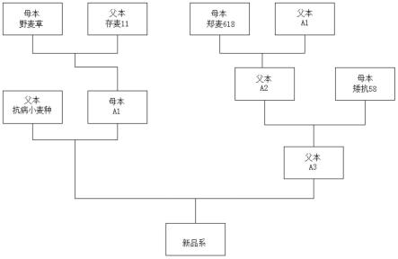 一种小麦的组培育种方法与流程