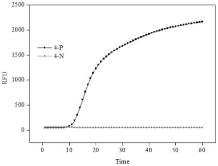 基于CRISPR/Cas12a耦联环介导恒温扩增的快速检测PCA3基因的试剂盒的制作方法