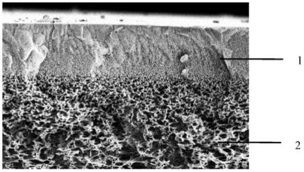 双梯度孔结构的中空纤维复合膜及其制备方法与流程
