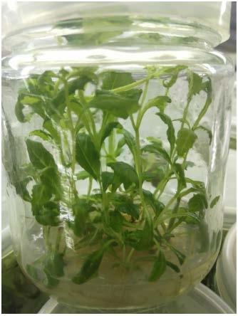 一种用于醉鱼草属植物组培快繁的培养基组合及其应用