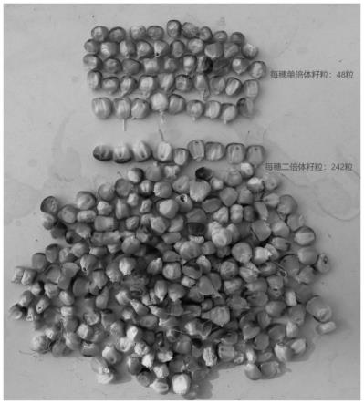 一种基于单倍体育种技术创制甜玉米DH系的方法