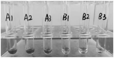 分泌抗猫B型血型特异性单克隆抗体的杂交瘤细胞株、单克隆抗体及其应用的制作方法