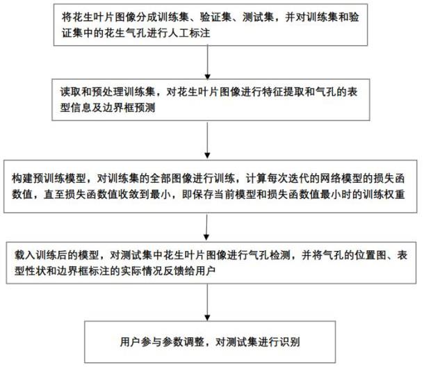 端到端的方向性花生气孔表型实时智能检测方法及系统