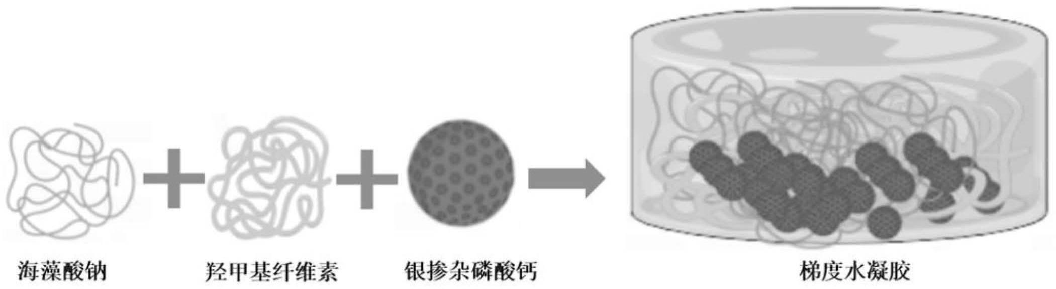 一种梯度结构抗菌水凝胶敷料及其制备方法和应用与流程
