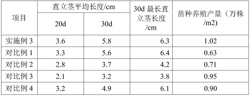 一种快速繁育长茎葡萄蕨藻苗种的方法与流程