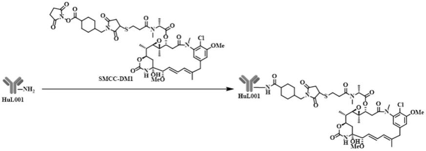 含有α-烯醇酶抗体的药物缀合物和其用途的制作方法