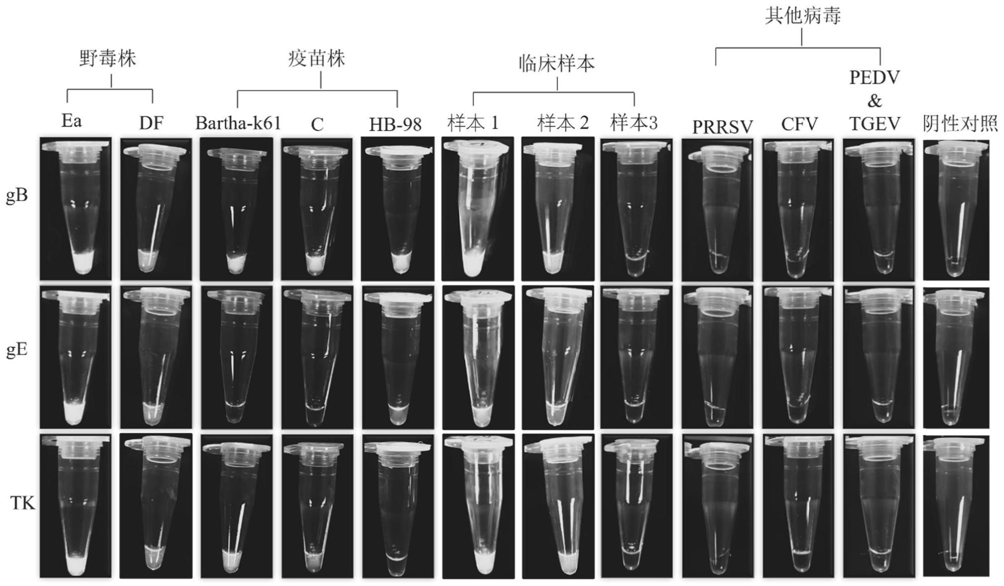 基于Cas12a的PRV野毒株和gE/TK基因缺失疫苗株鉴别诊断方法