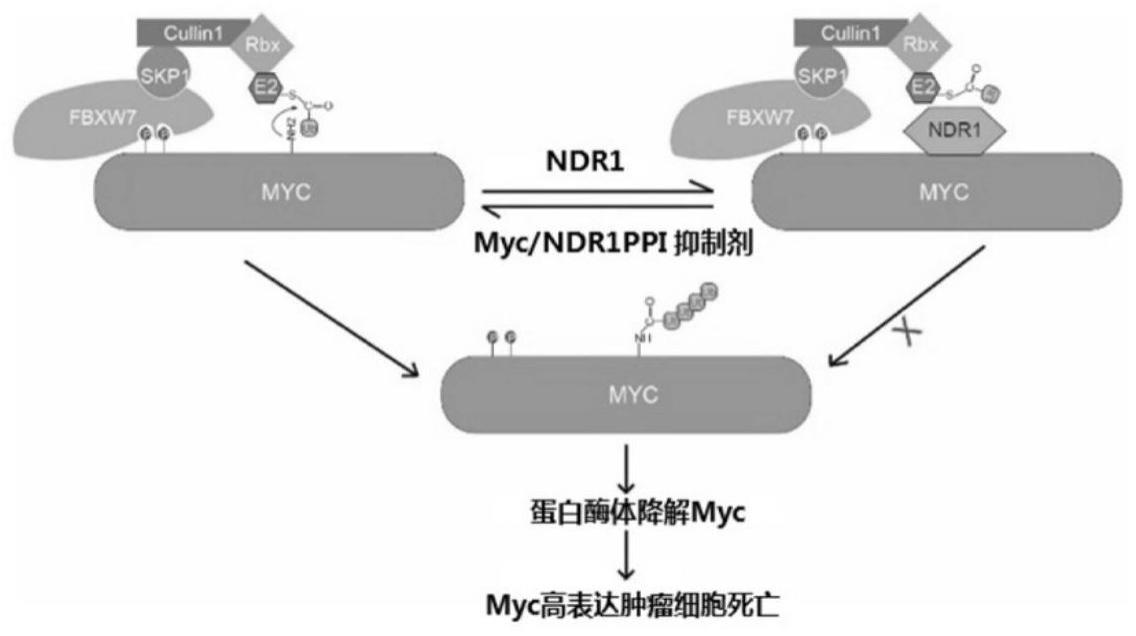 一种基于NDR1-Myc互作抗结直肠癌活性分子筛选方法和应用