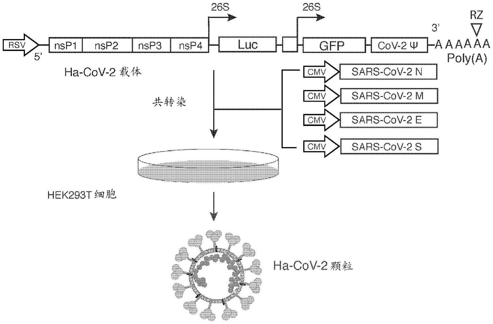 杂合α病毒-SARS-CoV-2粒子及其制备和使用方法与流程