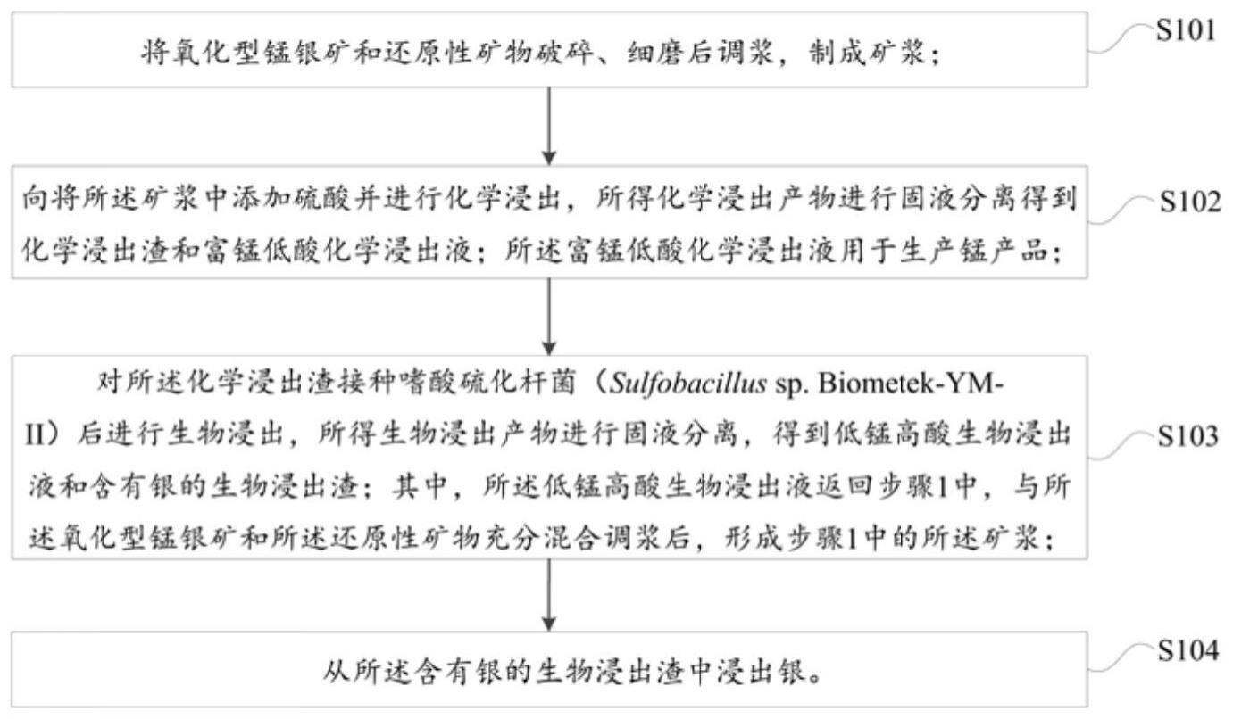 一种从氧化型锰银矿中提锰银的方法以及嗜酸硫化杆菌与流程