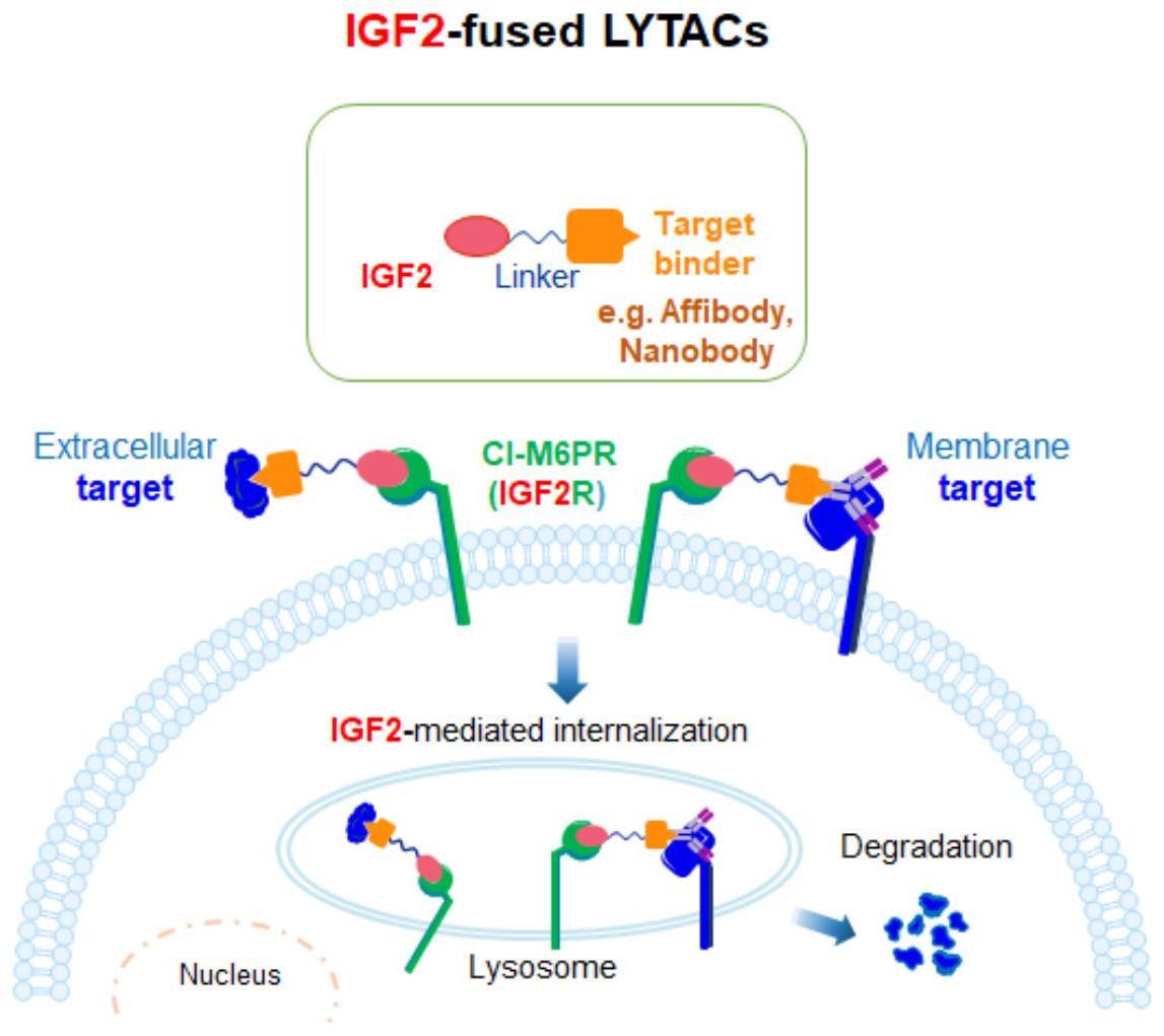 基于IGF2降解细胞膜表面或细胞膜外蛋白的方法及融合蛋白