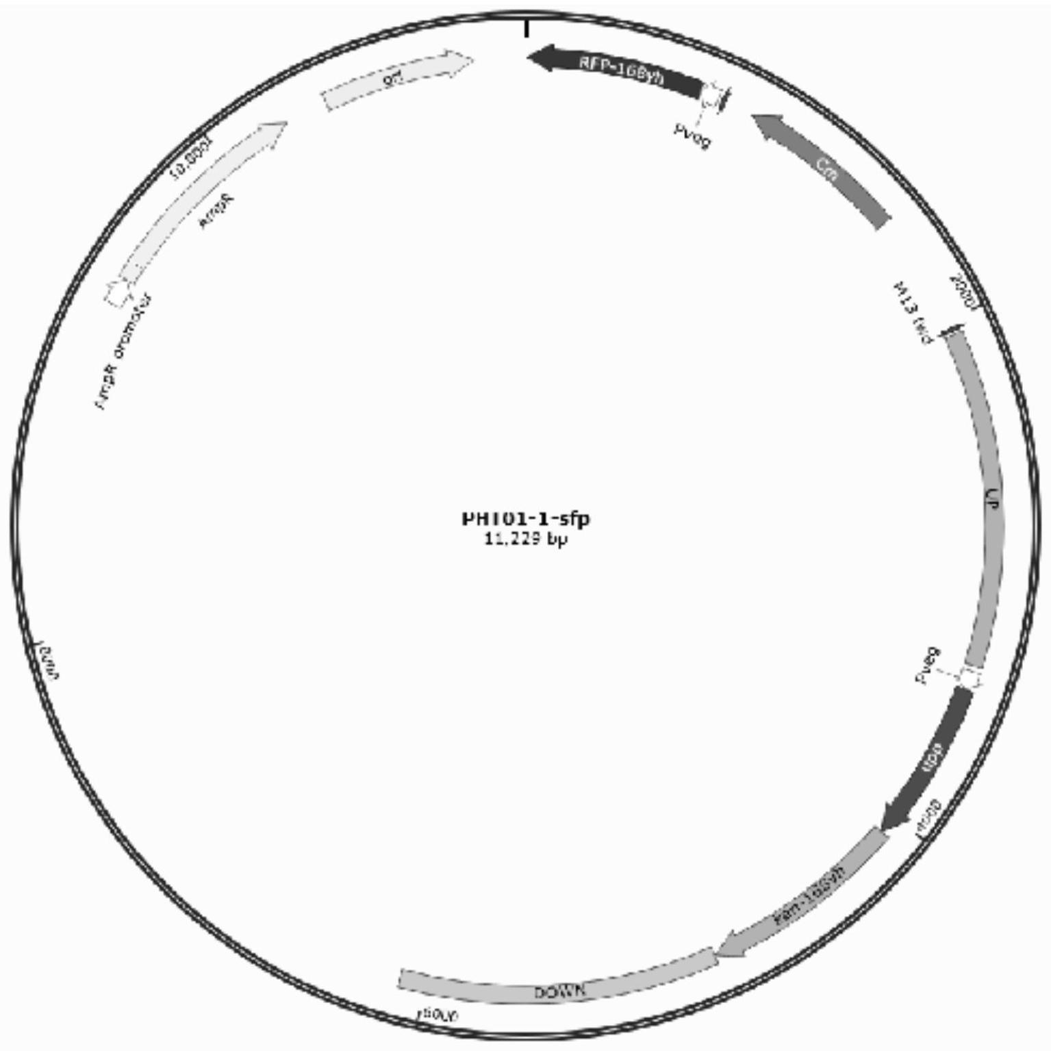 一种用于枯草芽孢杆菌基因编辑系统的构建方法及其应用