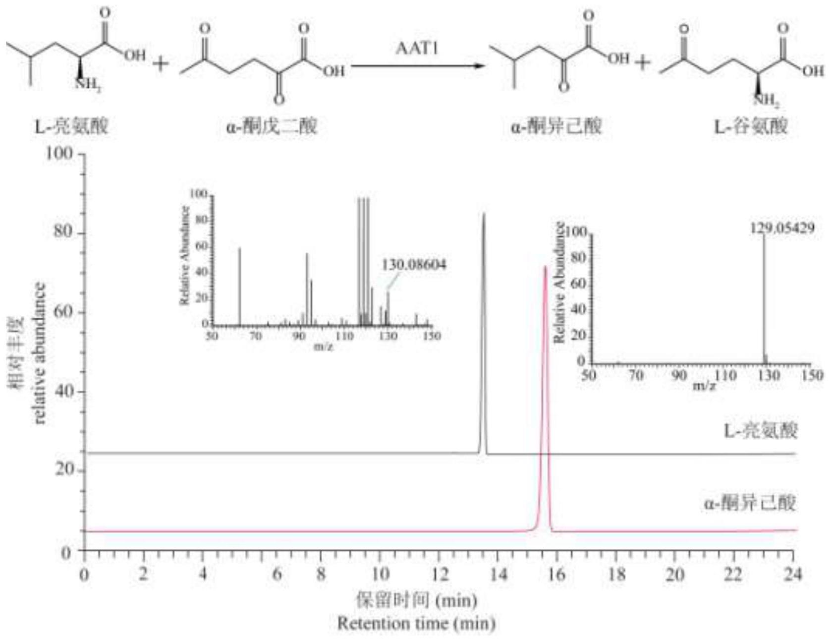 一种海南粗榧谷氨酸氨基转移酶AAT1及其应用