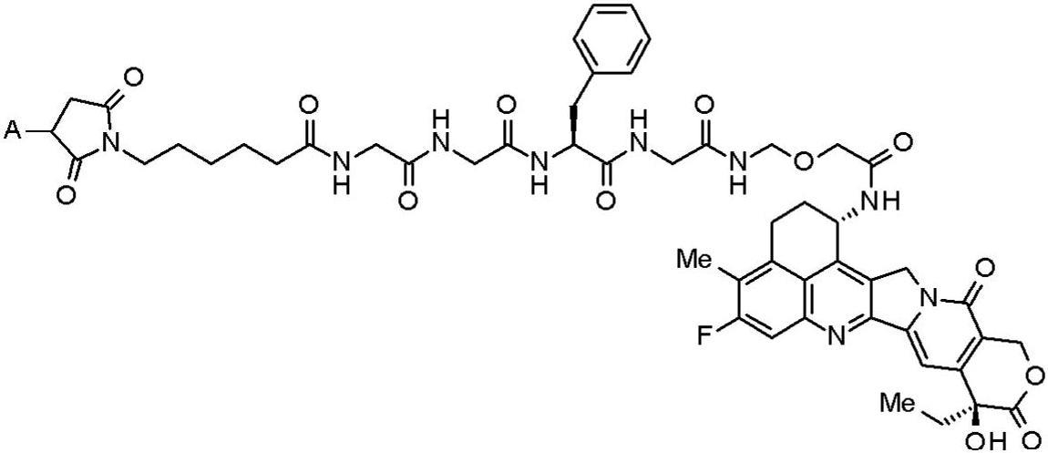 抗体-药物缀合物与抗SIRPα抗体的组合的制作方法