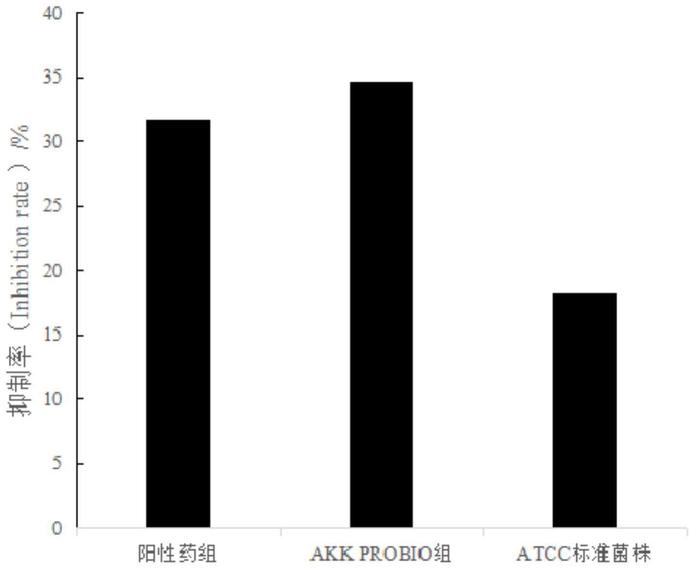 Akkermansiamuciniphila在制备预防、治疗和/或辅助治疗疼痛的产品中的应用的制作方法