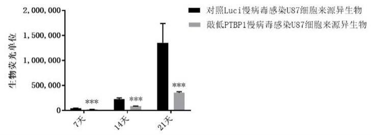 PTBP1抑制剂在制备用于治疗胶质母细胞瘤的药物中的应用