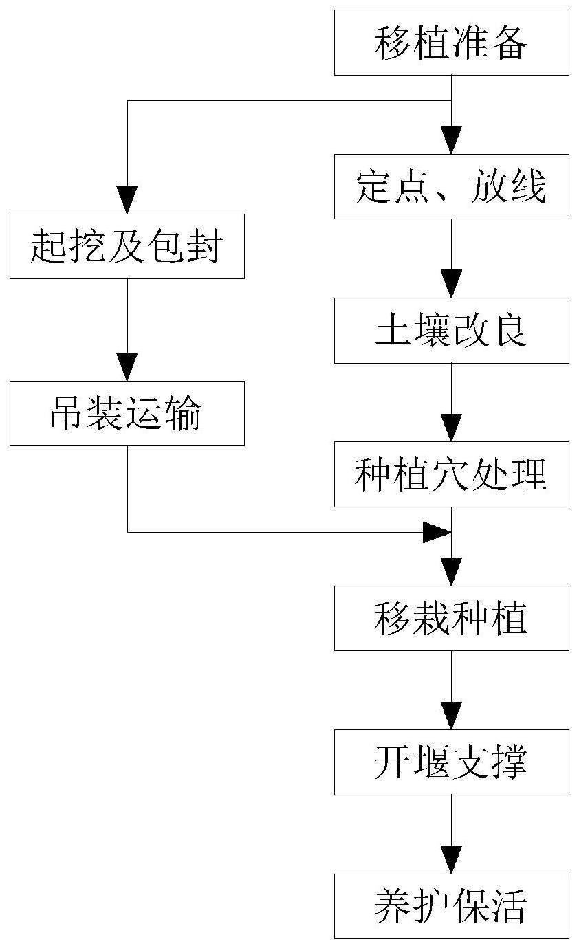 一种大规格滇朴贫瘠土壤旱季全冠移植的精细化施工工法的制作方法