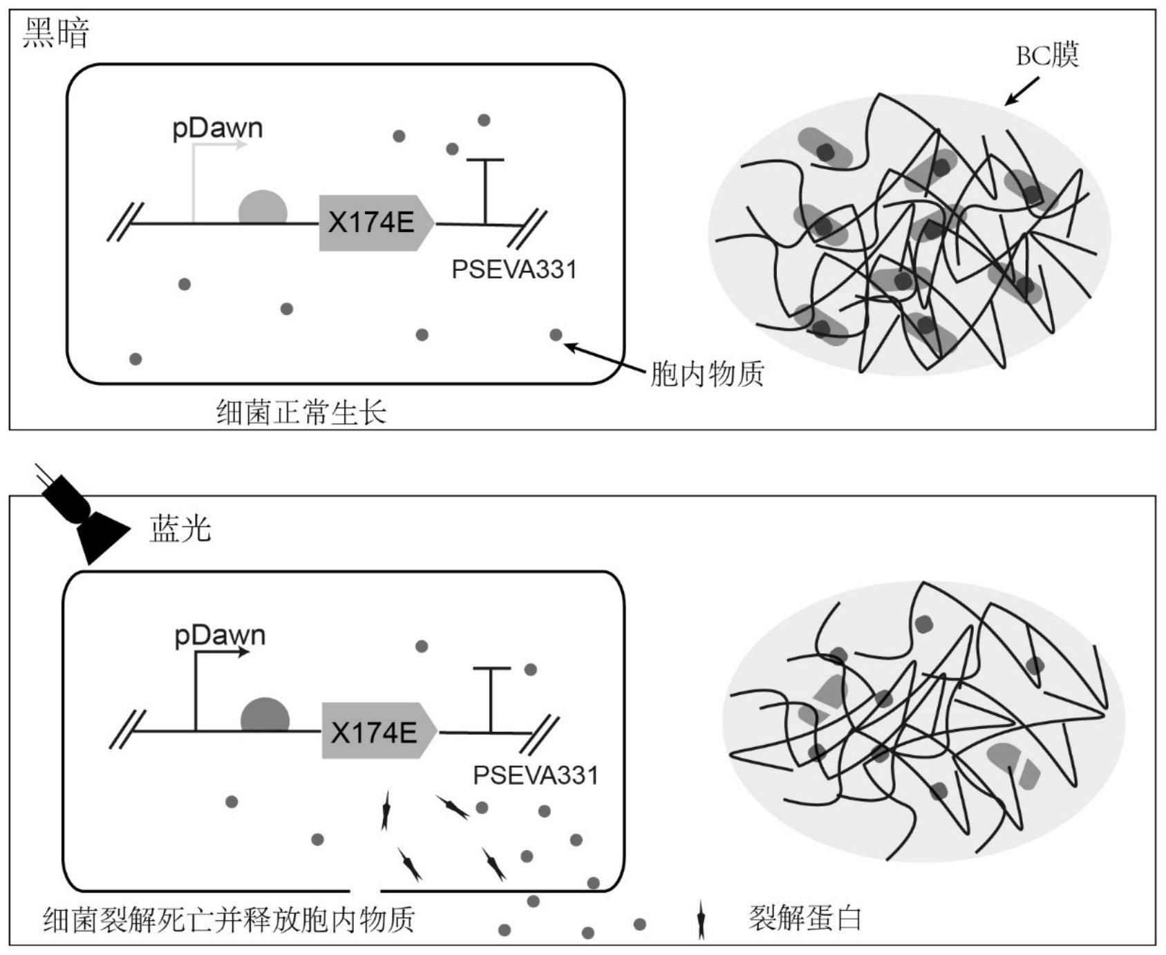 一种物理刺激控制可生成细菌纤维素细菌裂解和胞内物质释放的制备方法和应用