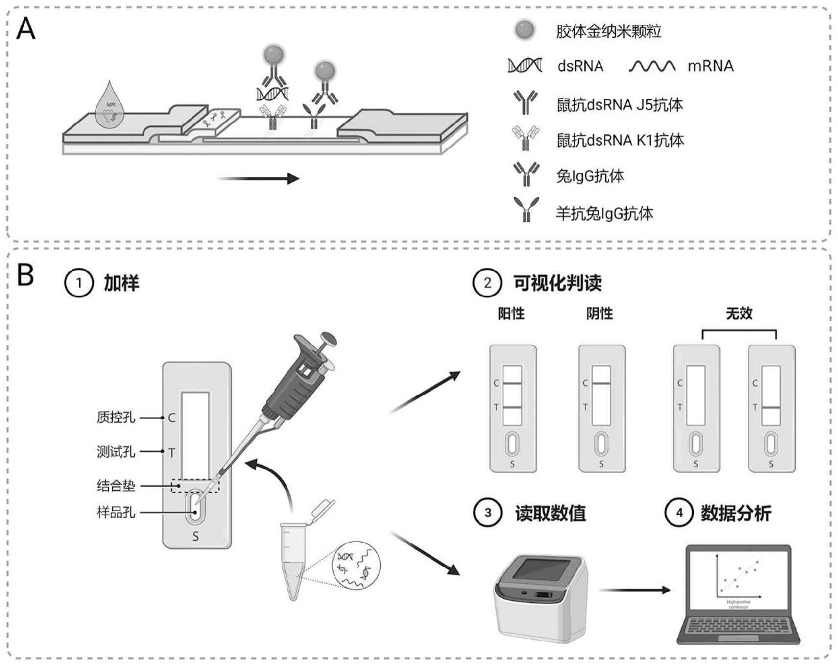 胶体金免疫层析法检测mRNA样本中双链RNA副产物的制作方法