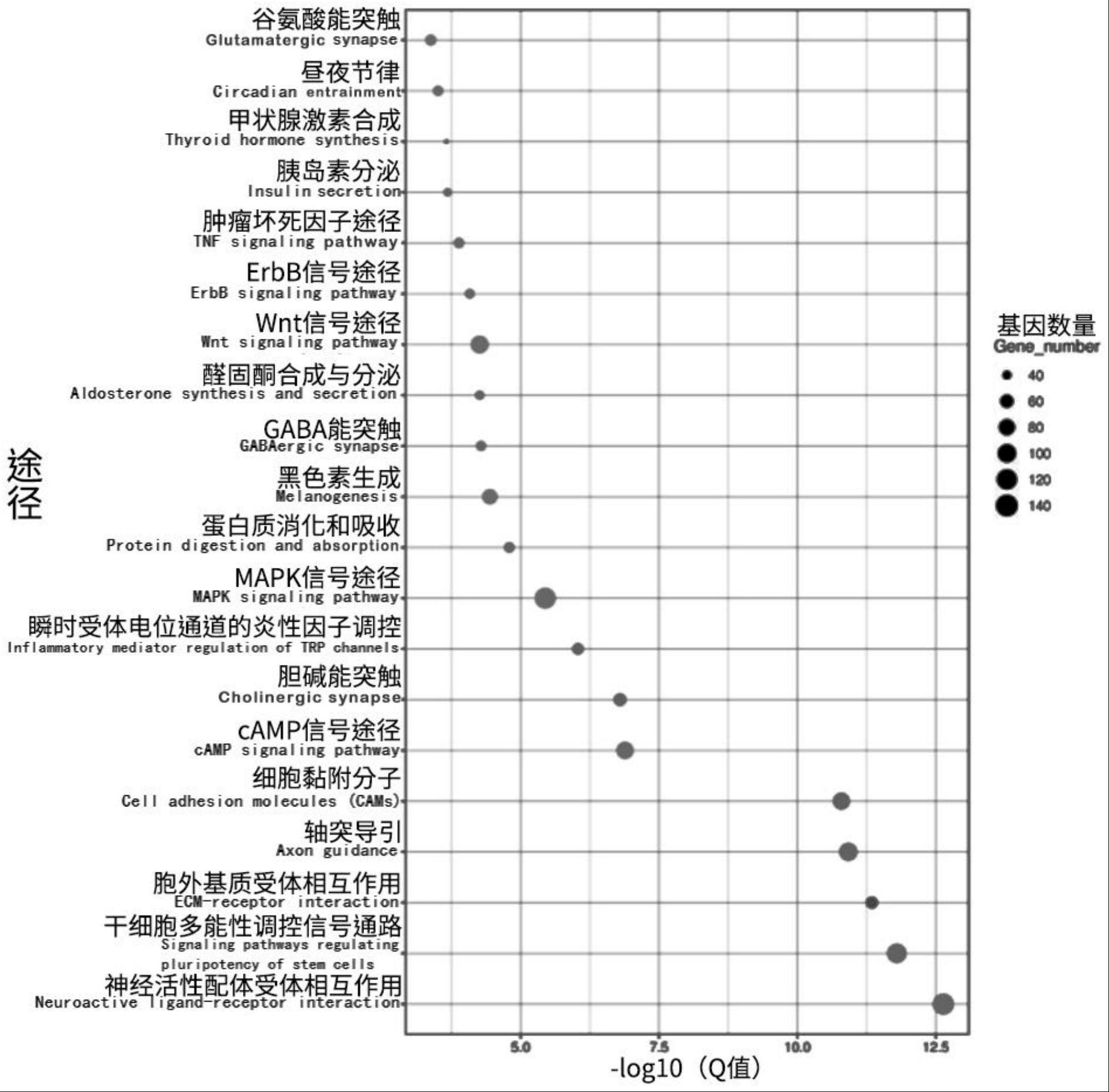 标记物基因在检测多能干细胞残留中的应用、检测方法及试剂盒与流程