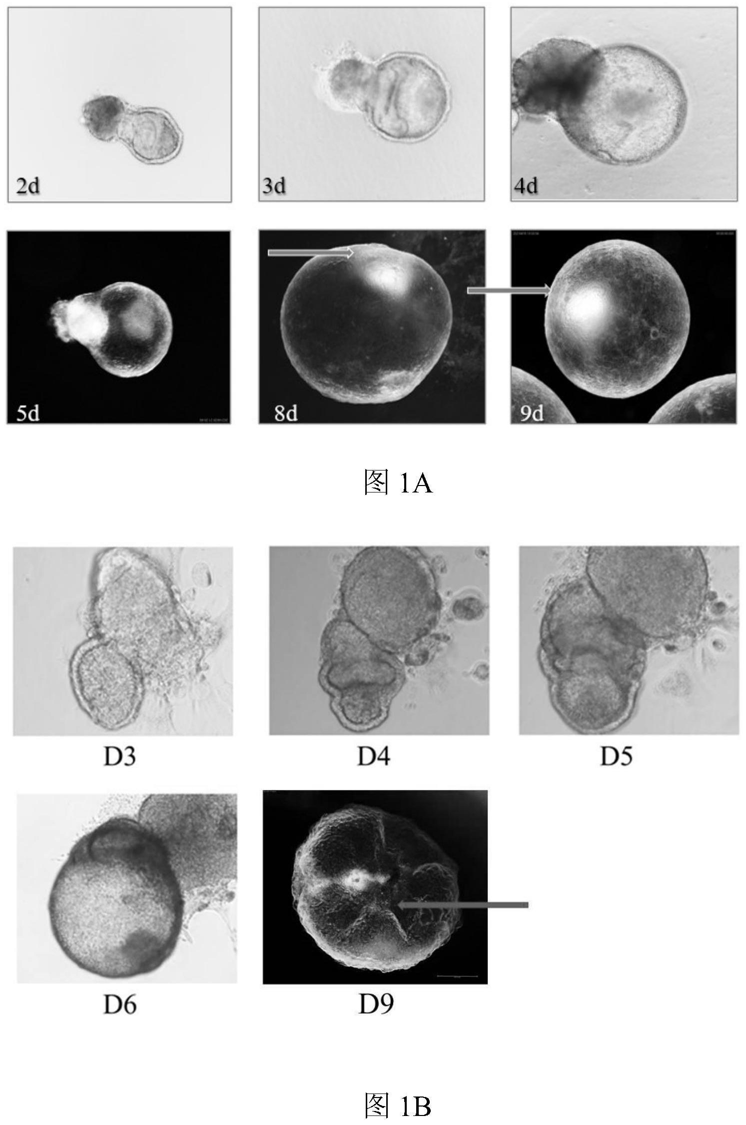 小鼠胚胎卵黄囊血岛体外培养方法