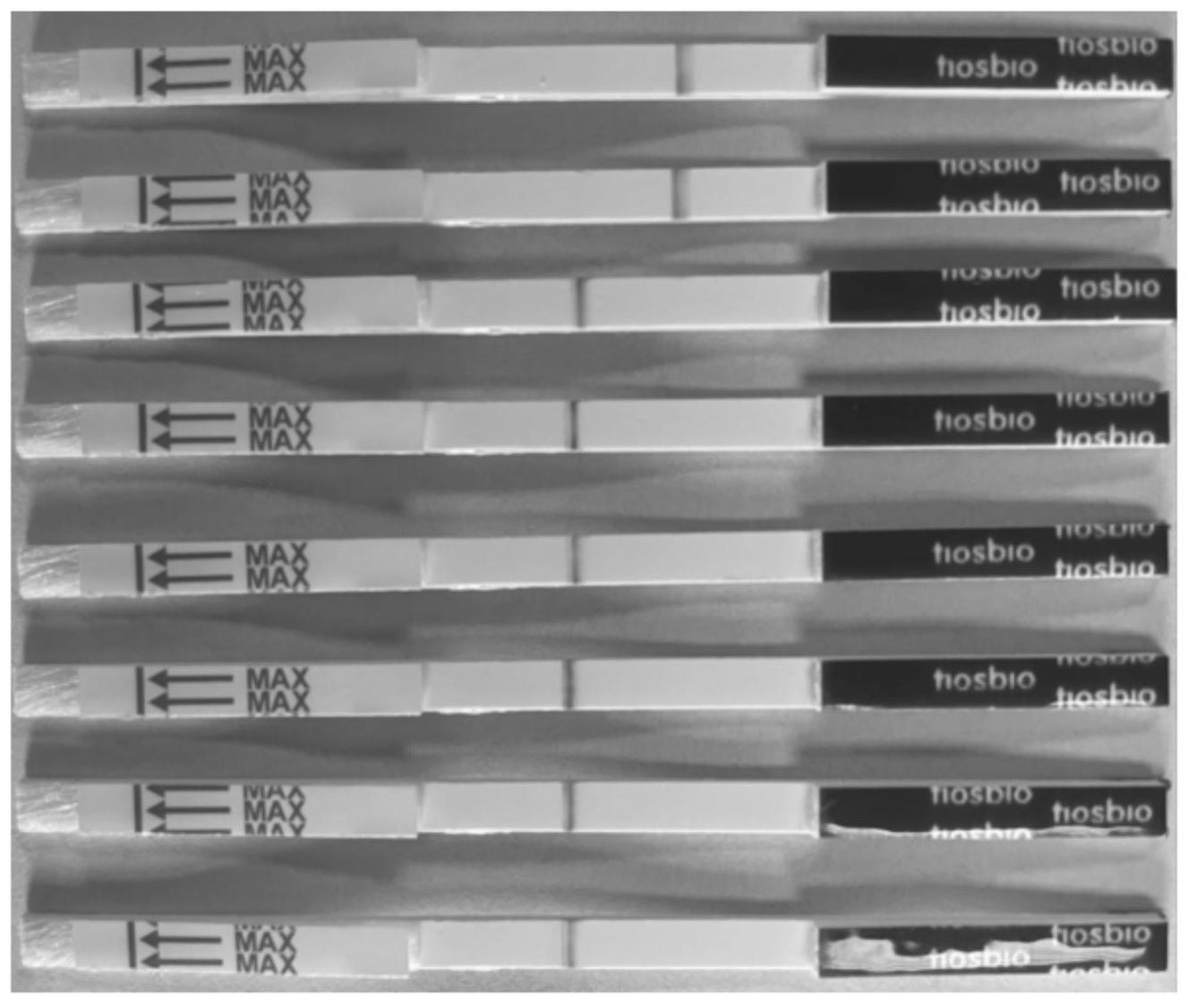 镰孢菌RPA-CRISPR/Cas检测试剂盒和方法