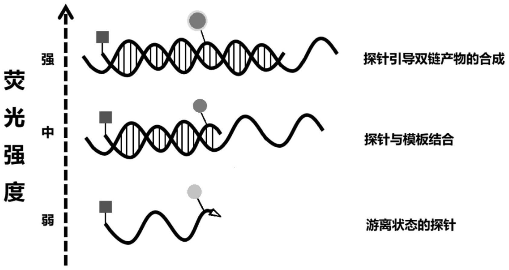 一种用于环介导等温扩增的引物探针组合及其应用的制作方法