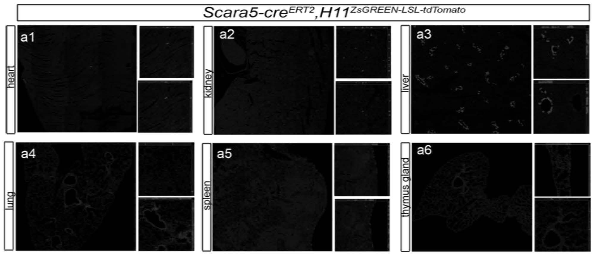 Scara5在制备促进牙源性组织损伤修复的药物中的应用
