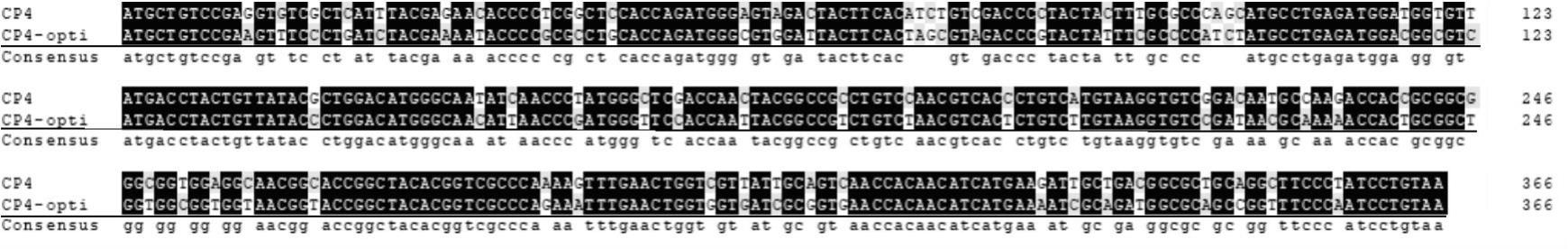 一种神经坏死病毒CP4蛋白编码基因及制备方法与应用与流程