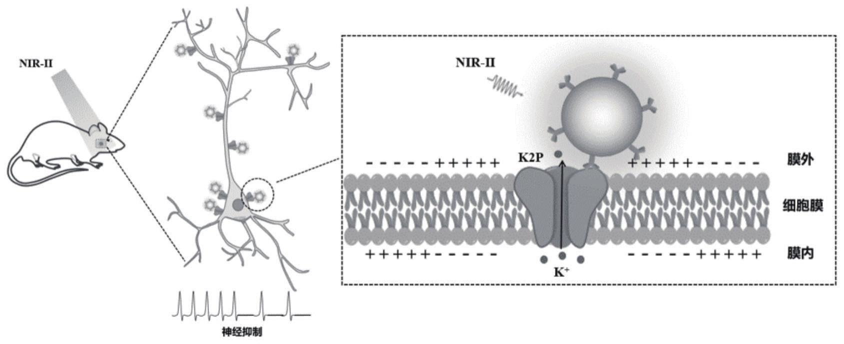 一种基于近红外二区光的无线神经抑制性调控技术及其应用