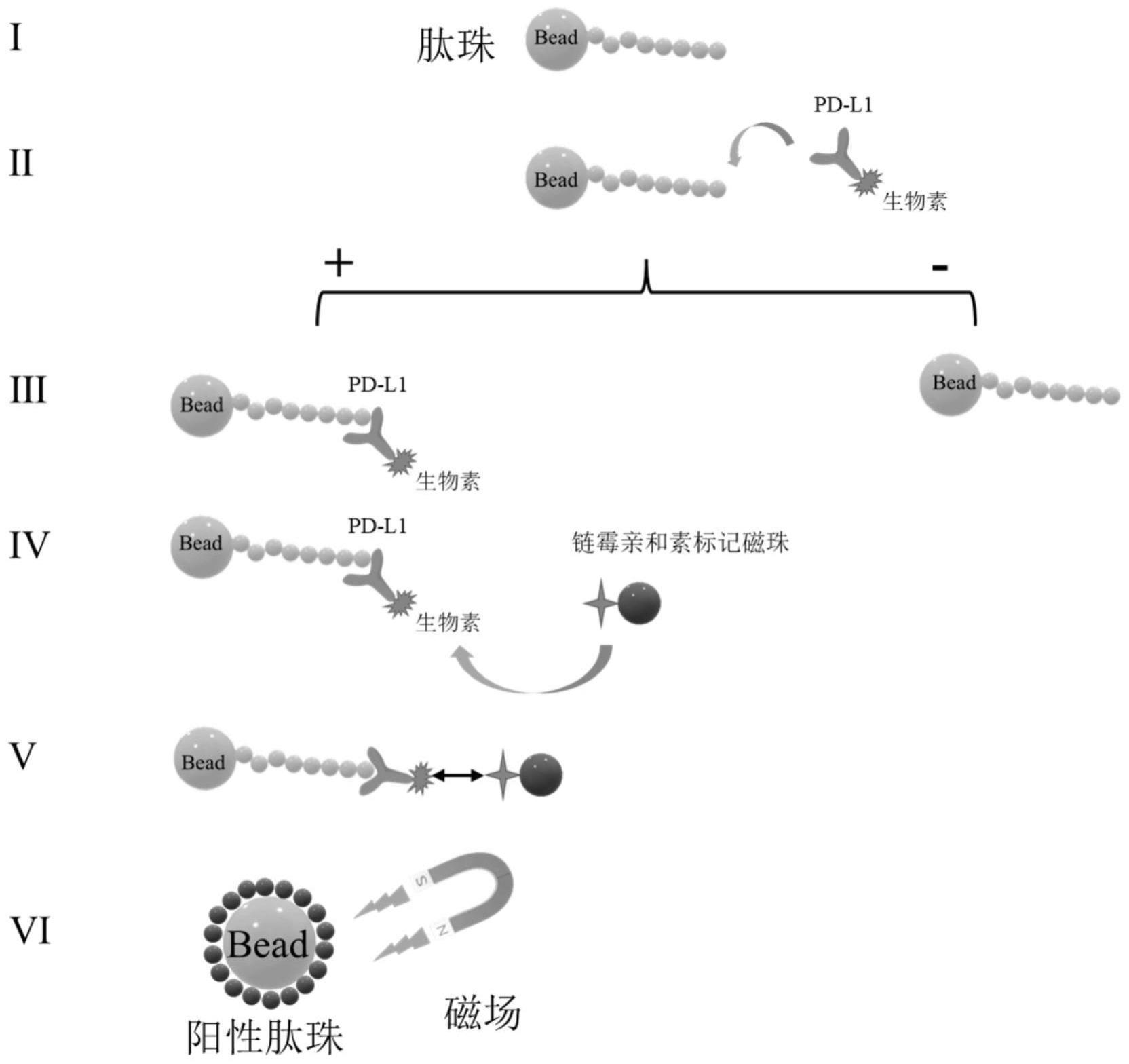 一种靶向PD-L1的多肽、制备方法，组装形成纳米球及应用