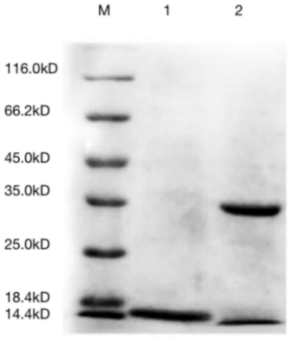 一种生产人血清淀粉样蛋白A1的基因工程菌及方法