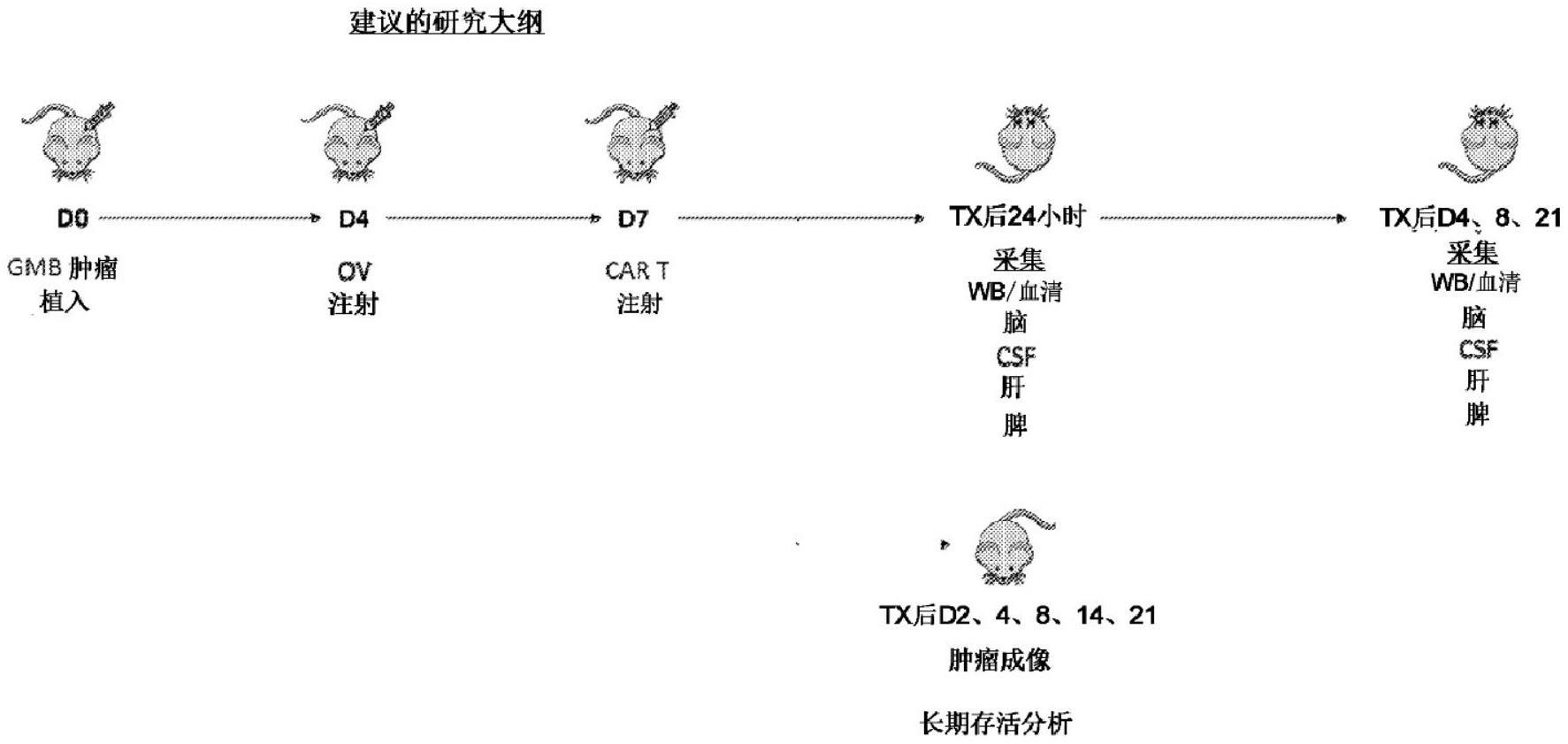 包含靶向癌症的CAR-T细胞的组合疗法及使用其治疗癌症的方法与流程