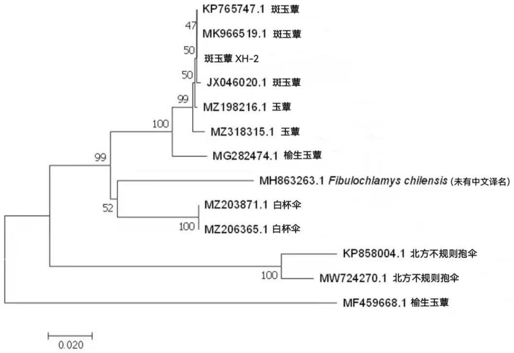 白玉菇菌株、子实体及其培养方法与应用与流程