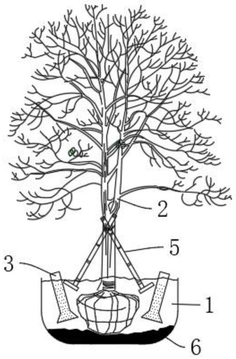 一种提高乔木移植成活率的施工方法与流程