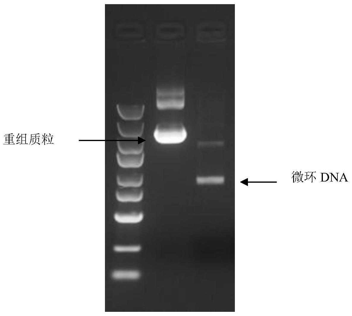 一种无细胞体系全酶法微环DNA的制备方法及其应用与流程