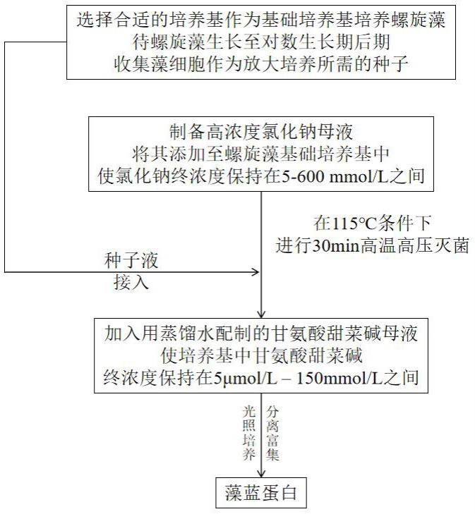 一种盐胁迫联合甜菜碱促进螺旋藻积累藻蓝蛋白的方法