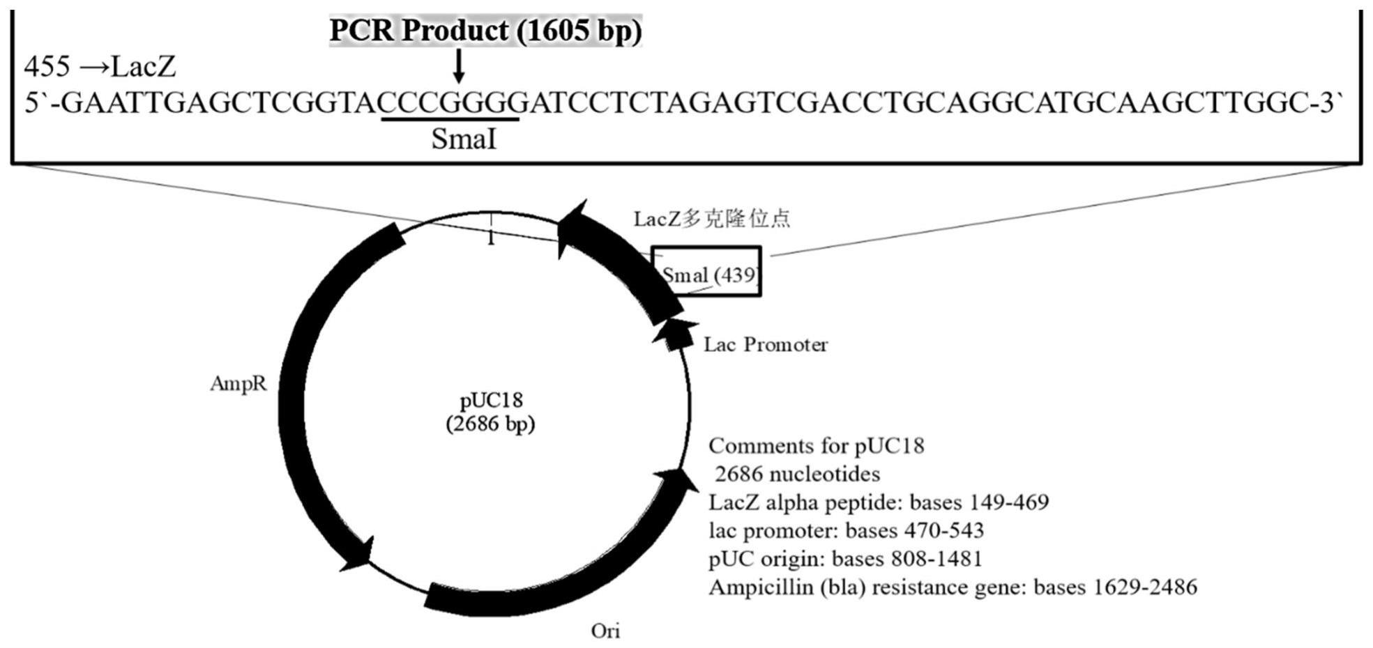 一种基于ERA技术的基孔肯雅病毒检测用P2型成套探针引物组及试剂盒和应用的制作方法