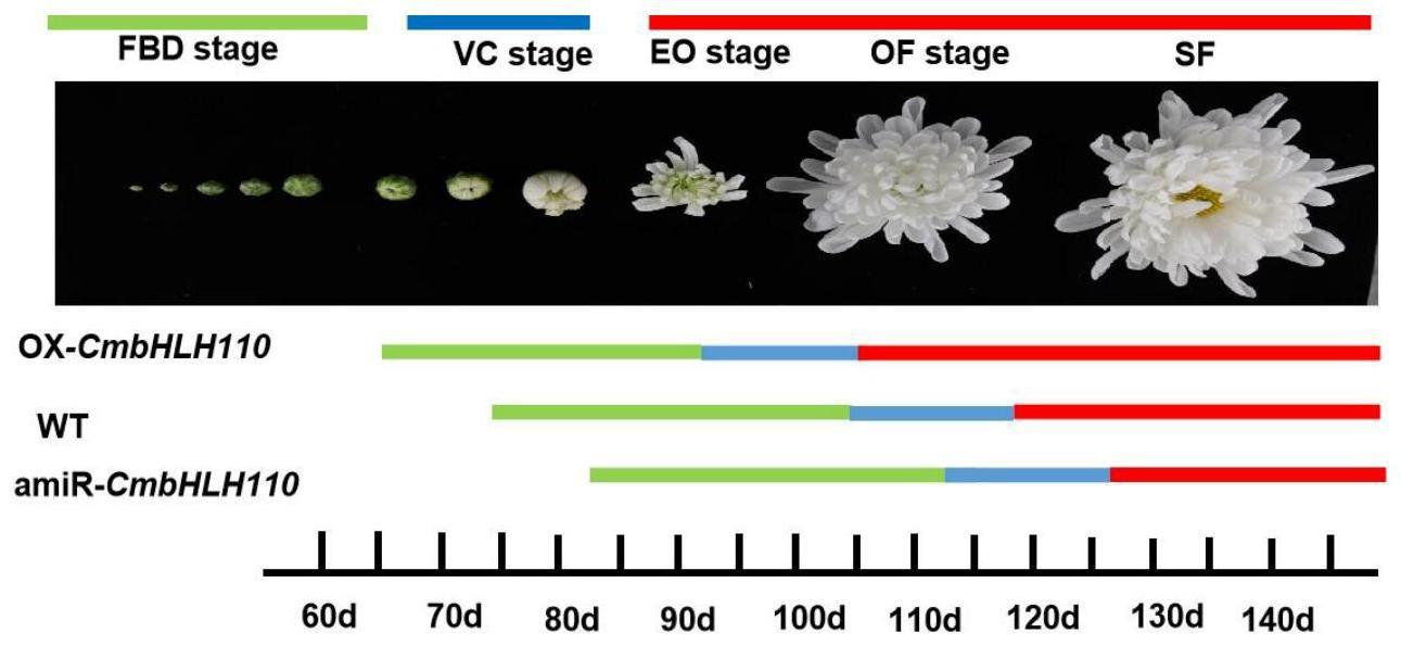 一种调控菊花花期的基因、表达载体和应用