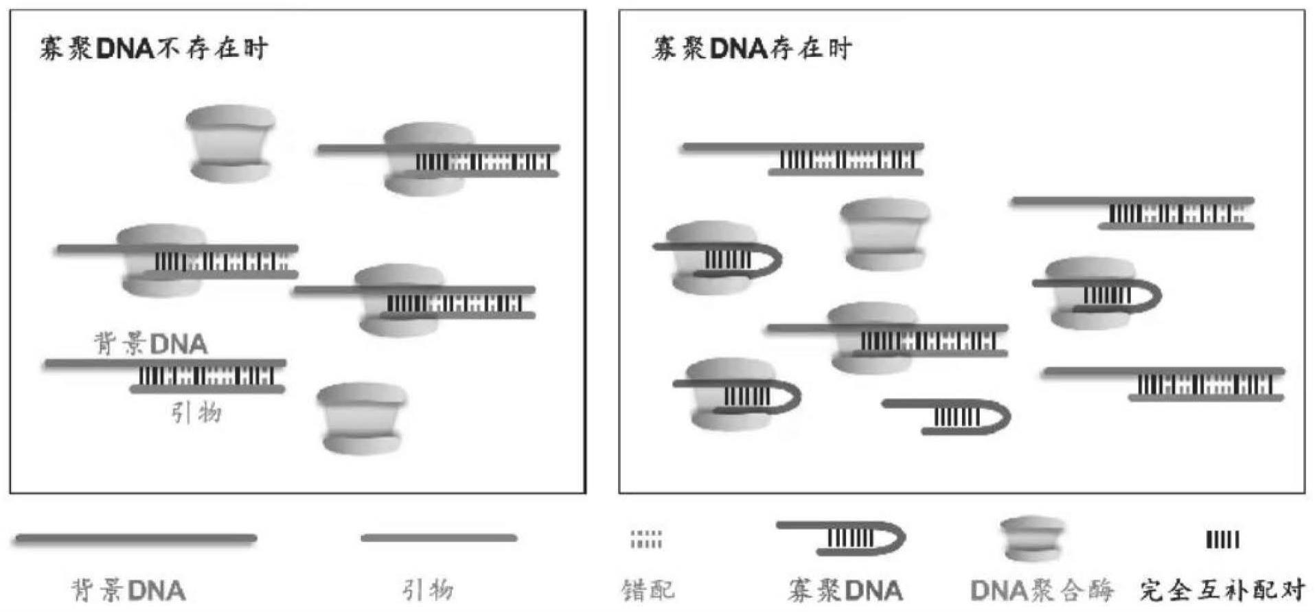 一种寡聚DNA抑制非特异性扩增的方法