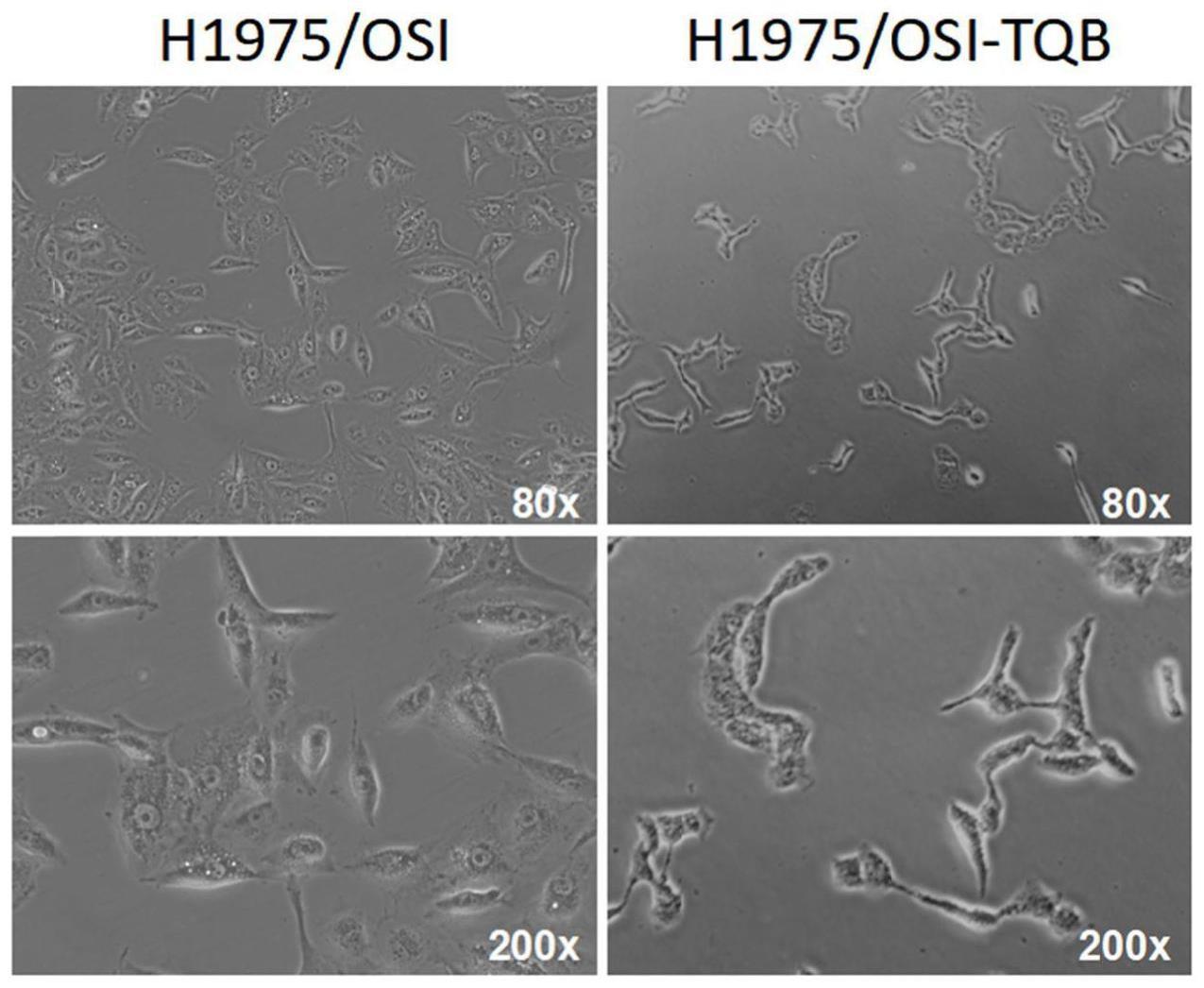 一种非小细胞肺癌四代TKI-TQB3804耐药细胞系的建立方法